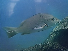 Lutjanus argentiventris
