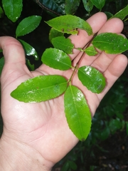 Elaeodendron curtipendulum