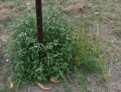Eclipta prostrata