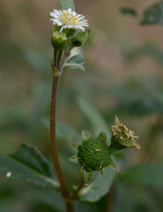 Eclipta prostrata