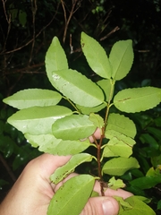 Elaeodendron curtipendulum