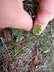Geranium rotundifolium