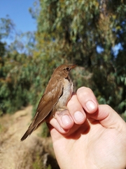Locustella luscinioides