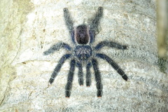Avicularia juruensis