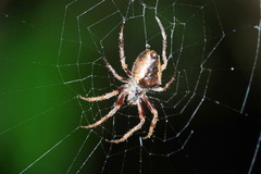 Parawixia