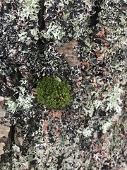 Ulota