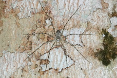 Syntrechalea