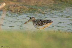 Rostratula benghalensis