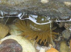 Urticina felina