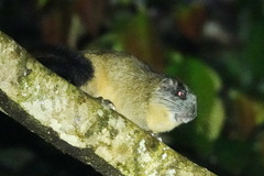 Isothrix bistriata