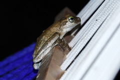 Osteocephalus taurinus