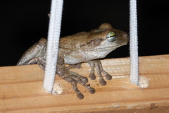 Osteocephalus taurinus