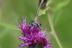 Triepeolus donatus