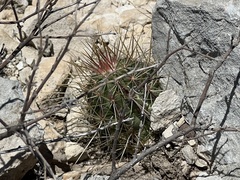 Echinocereus stramineus