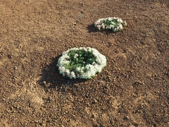 Lechenaultia macrantha