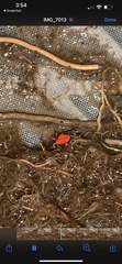 Trombidioidea