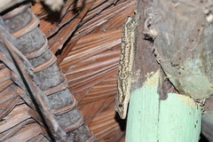 Thecadactylus solimoensis