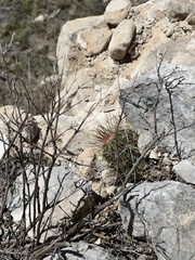 Echinocereus stramineus