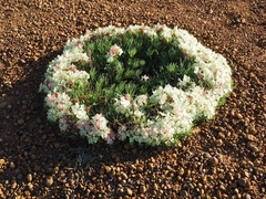 Lechenaultia macrantha