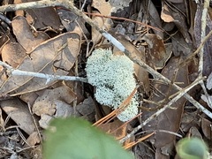 Cladonia evansii