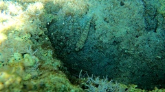 Gobius incognitus