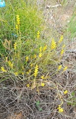 Synaphea