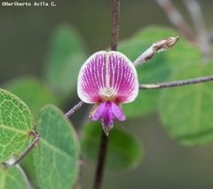 Galactia brachystachys