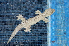 Thecadactylus solimoensis