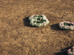 Lechenaultia macrantha