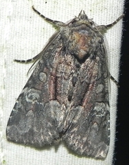 Fishia illocata