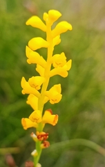 Synaphea