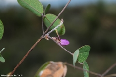 Galactia brachystachys