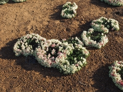 Lechenaultia macrantha