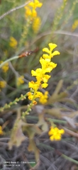 Synaphea