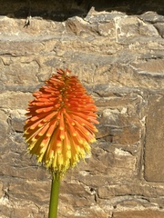Kniphofia