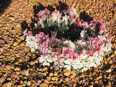 Lechenaultia macrantha