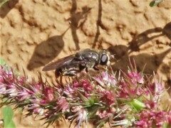 Asemosyrphus mexicanus