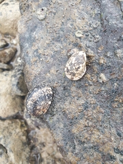 Nerita albicilla