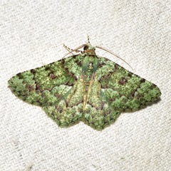 Aeolochroma hypochromaria