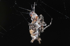 Parawixia