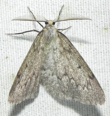 Nepytia canosaria