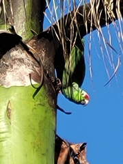 Amazona autumnalis
