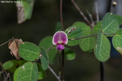 Galactia brachystachys