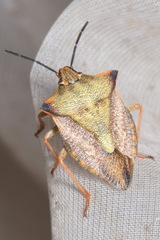 Carpocoris mediterraneus atlanticus