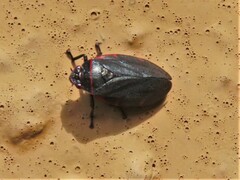 Prosapia ignifera