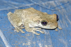 Osteocephalus taurinus