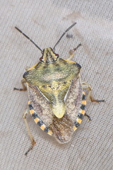 Carpocoris pudicus