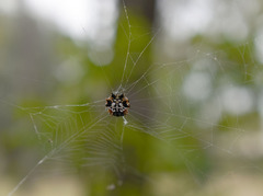 Gasteracantha sacerdotalis