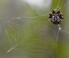 Gasteracantha sacerdotalis