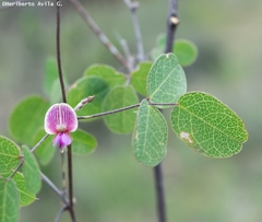 Galactia brachystachys